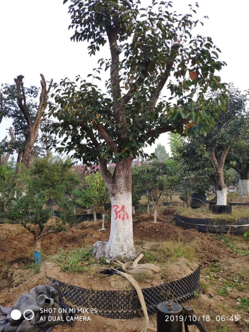 柿子树，柿子树产地，占地柿子树成活率高，质量保证质优价廉