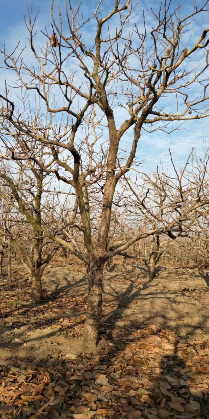 柿子树，柿子树产地，占地柿子树成活率高，质量保证质优价廉