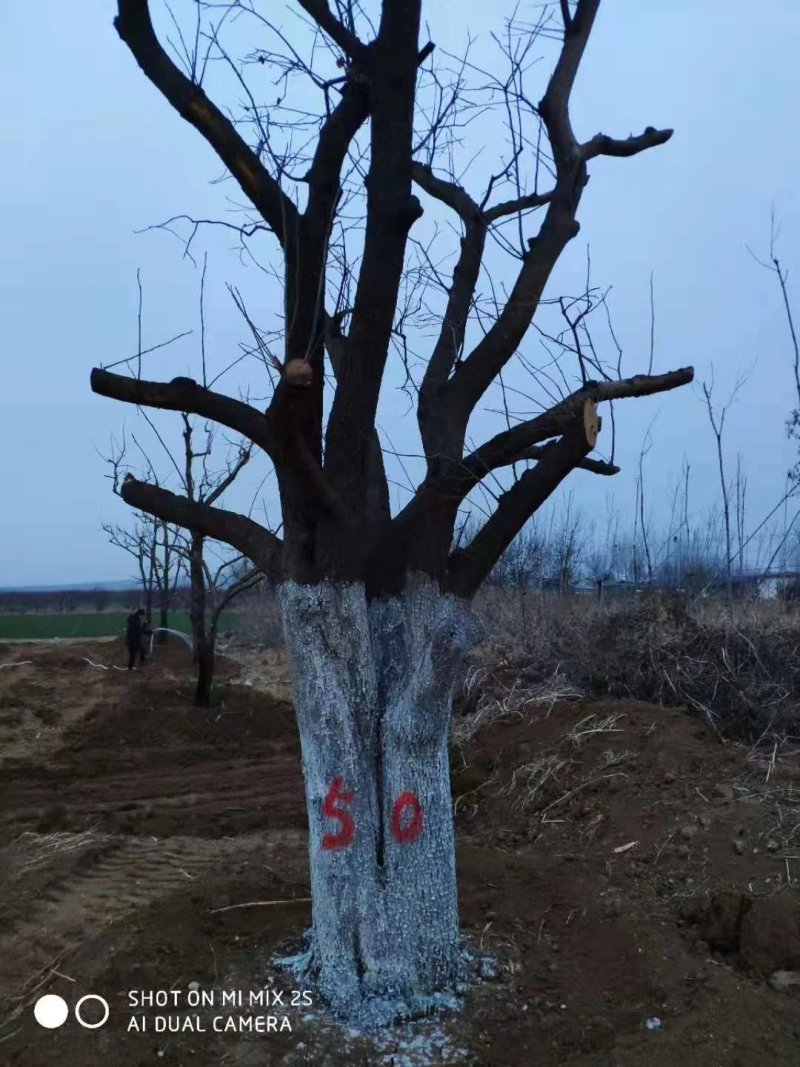 柿子树，柿子树产地，占地柿子树成活率高，质量保证质优价廉