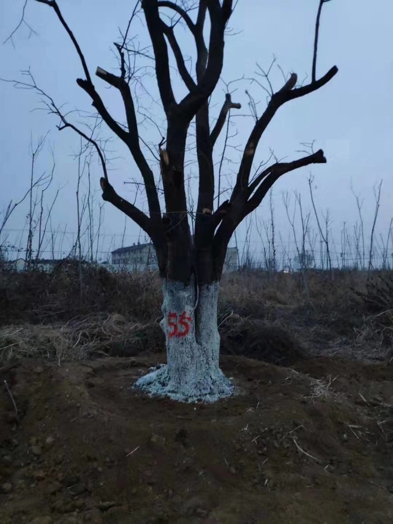 柿子树，柿子树产地，占地柿子树成活率高，质量保证质优价廉