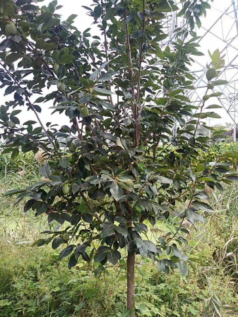 柿子树，柿子树产地，占地柿子树成活率高，质量保证质优价廉