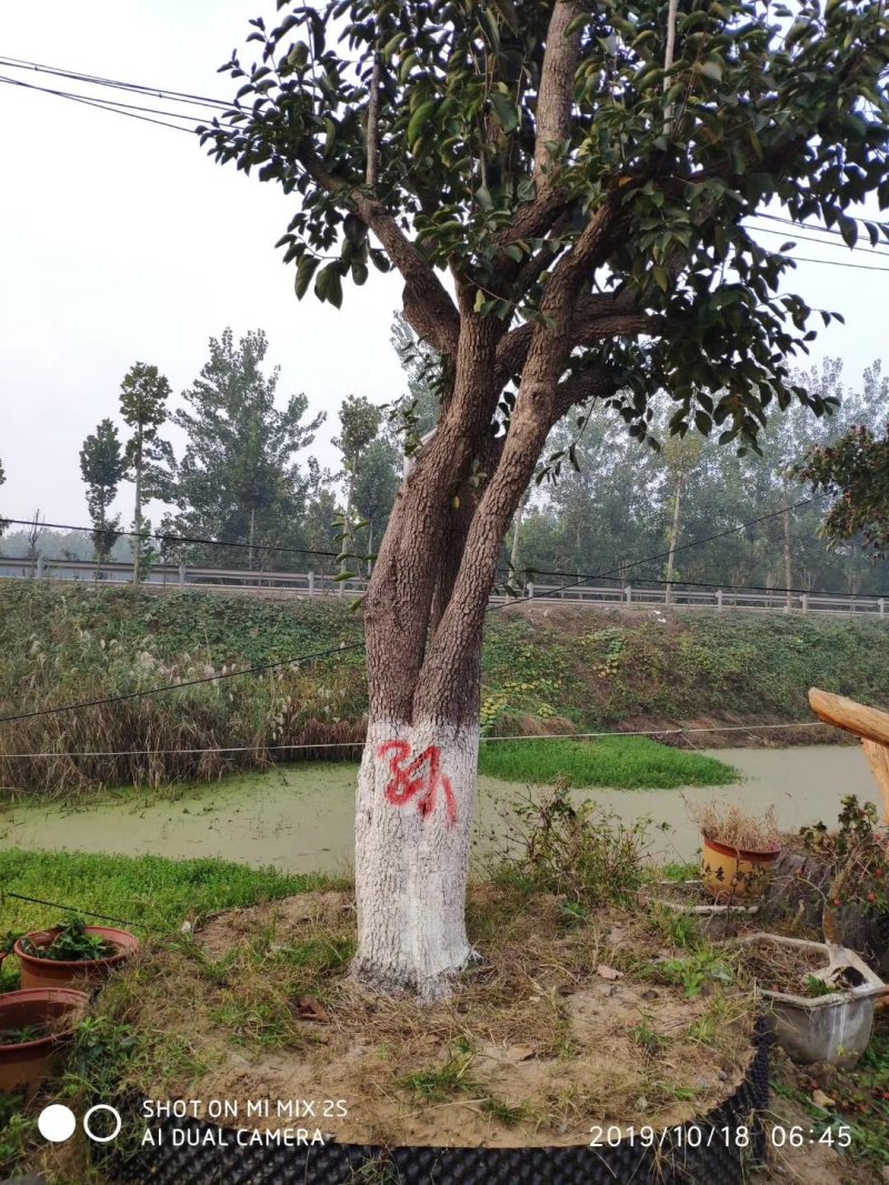 柿子树，柿子树产地，占地柿子树成活率高，质量保证质优价廉