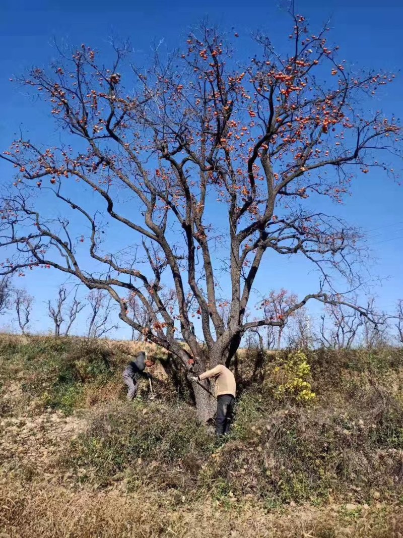 柿子树，柿子树产地，占地柿子树成活率高，质量保证质优价廉