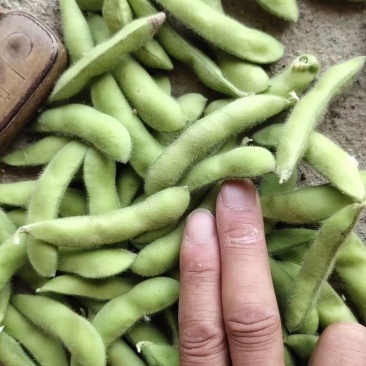 山东省郯城毛豆大量上市翠绿宝，开心豆，角行大