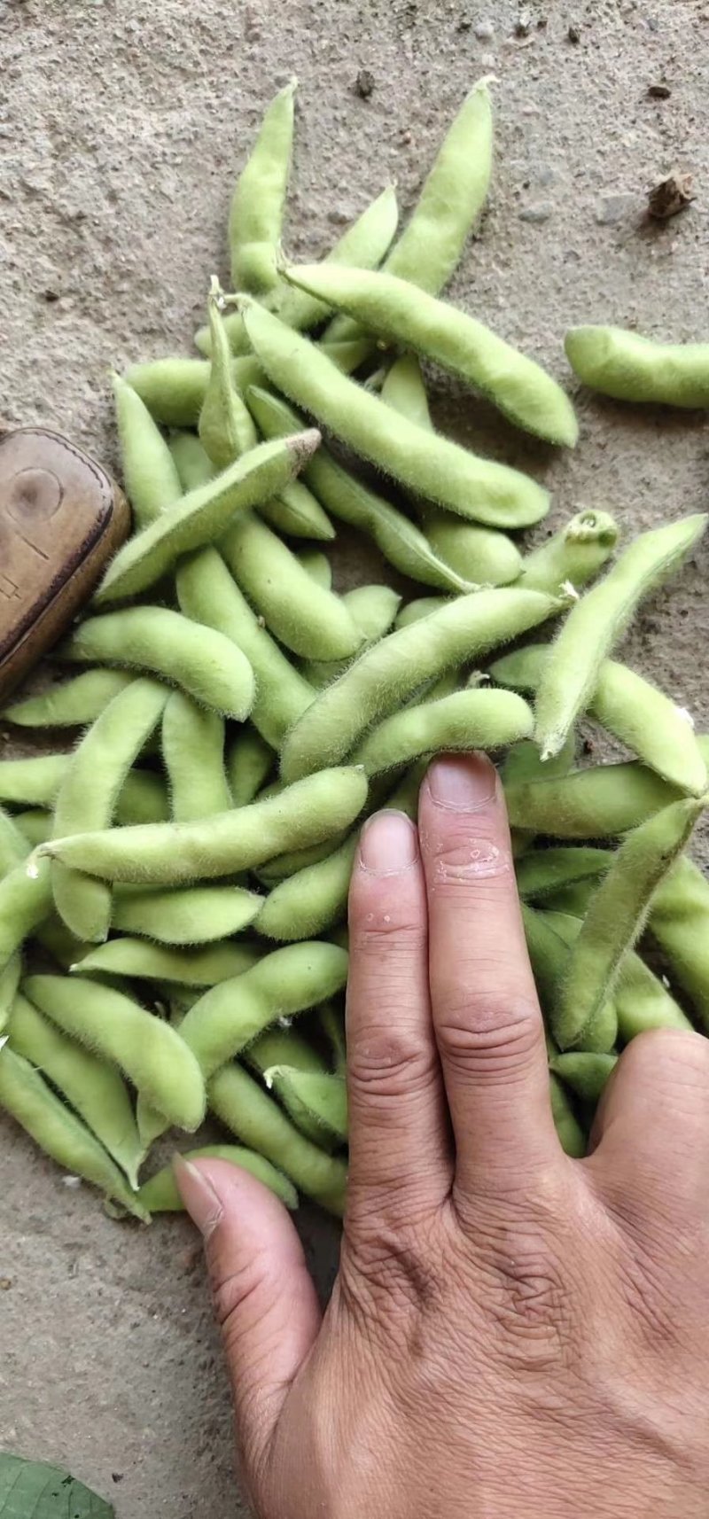 山东省郯城毛豆大量上市翠绿宝，开心豆，角行大