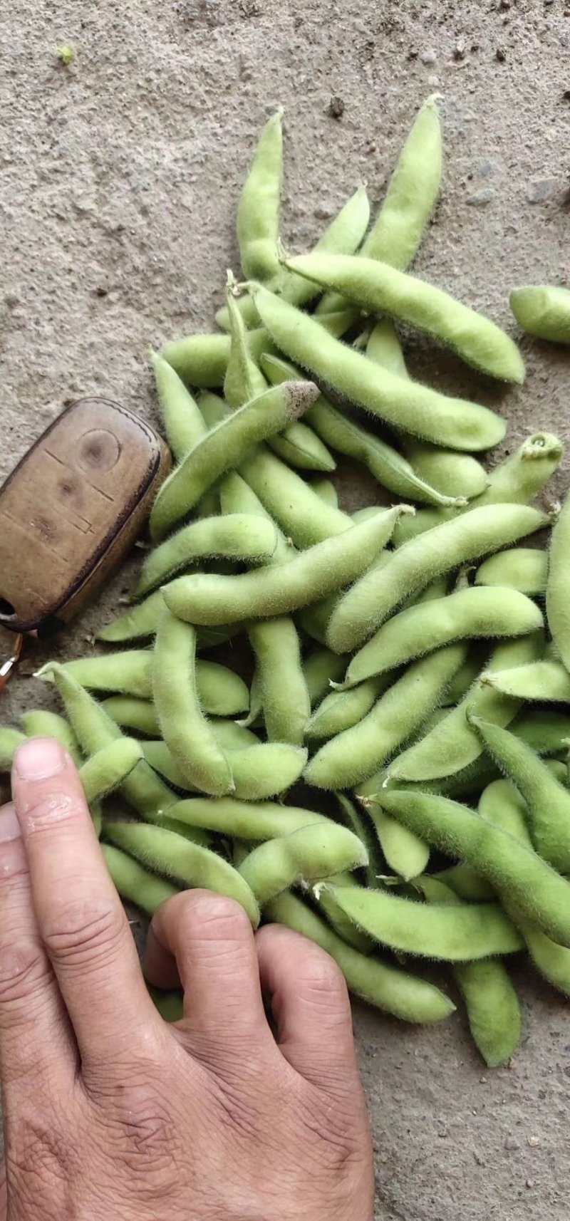 山东省郯城毛豆大量上市翠绿宝，开心豆，角行大