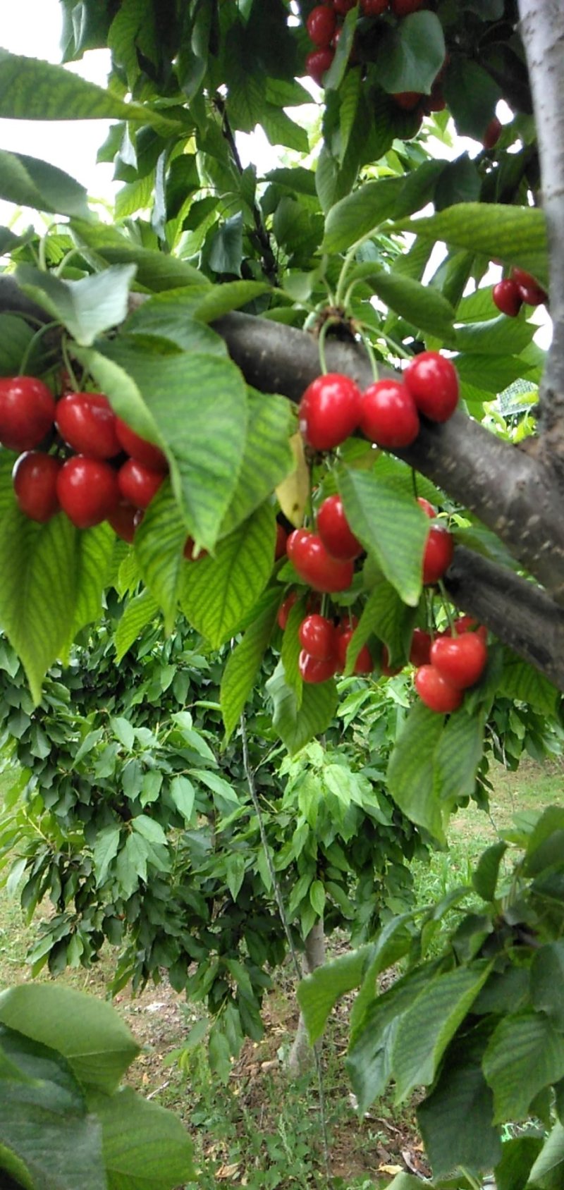 山东樱桃