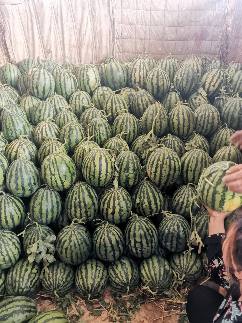 《推荐》精品甜王西瓜山东甜王大棚甜王西瓜包熟包甜