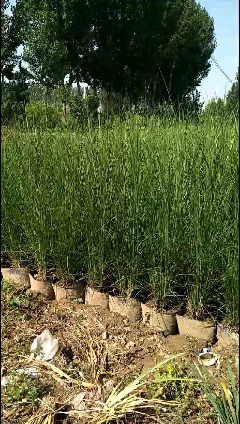 德国鸢尾