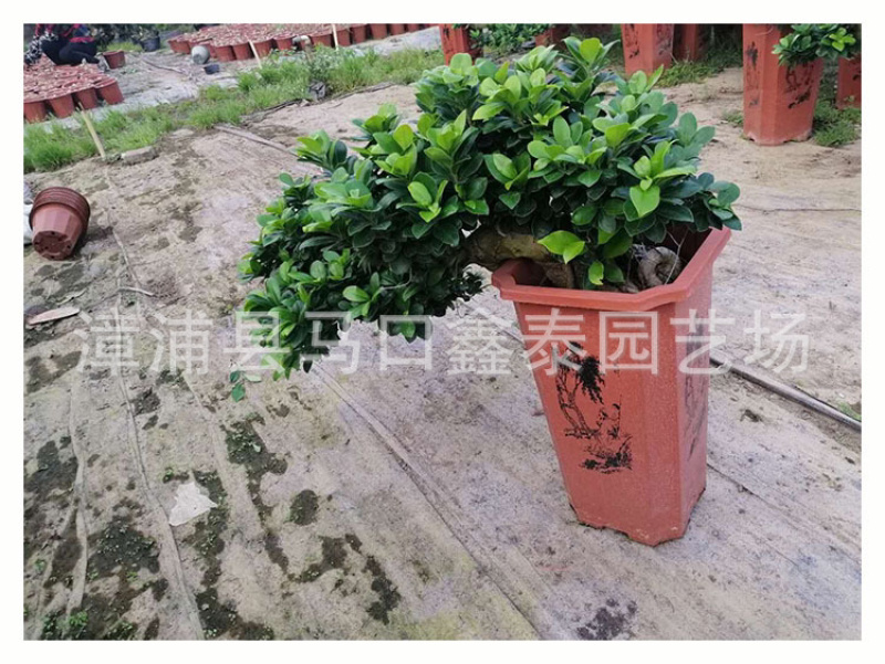 榕树盆景小叶榕盆栽库存大量价格实惠库存大量
