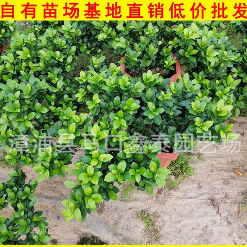 榕树盆景小叶榕盆栽库存大量价格实惠库存大量