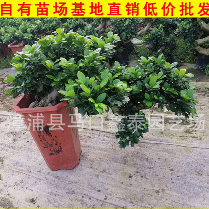 榕树盆景小叶榕盆栽库存大量价格实惠库存大量