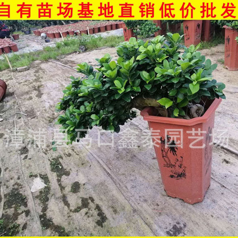 榕树盆景小叶榕盆栽库存大量价格实惠库存大量