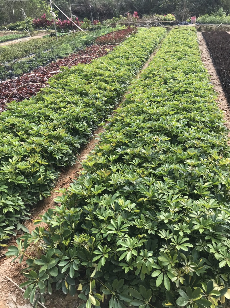 鸭脚木大袋，高度25-45