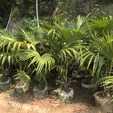 蒲葵美植袋高度60-150