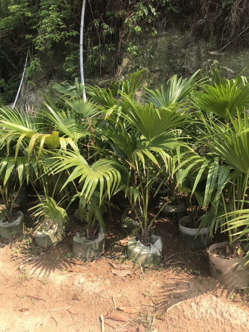 蒲葵美植袋高度60-150