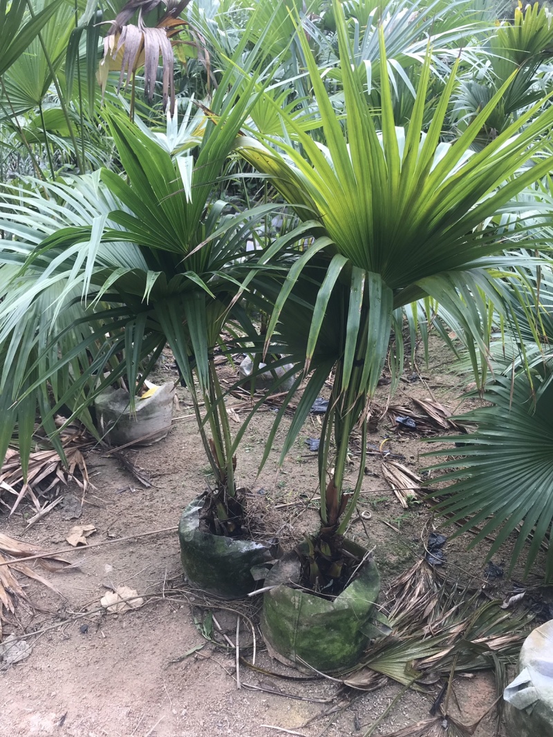 蒲葵美植袋高度60-150
