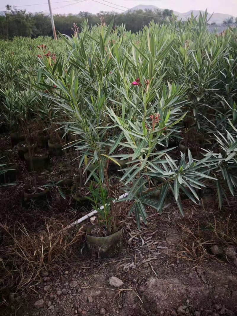 夹竹桃美植袋，高度80-150