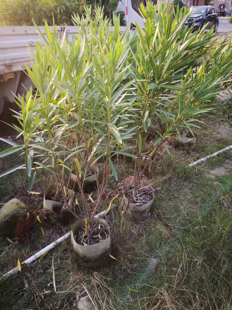 夹竹桃美植袋，高度80-150
