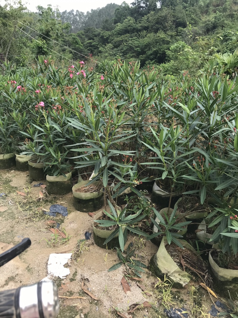 夹竹桃美植袋，高度80-150