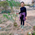 夹竹桃美植袋，高度80-150