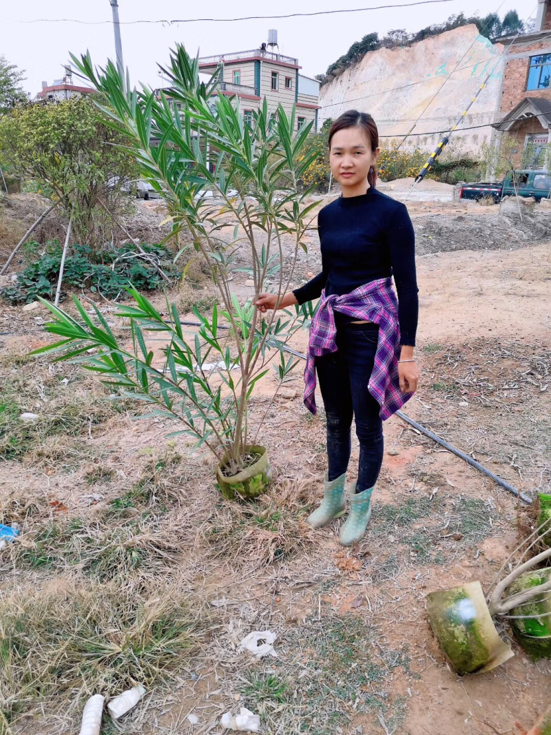 夹竹桃美植袋，高度80-150