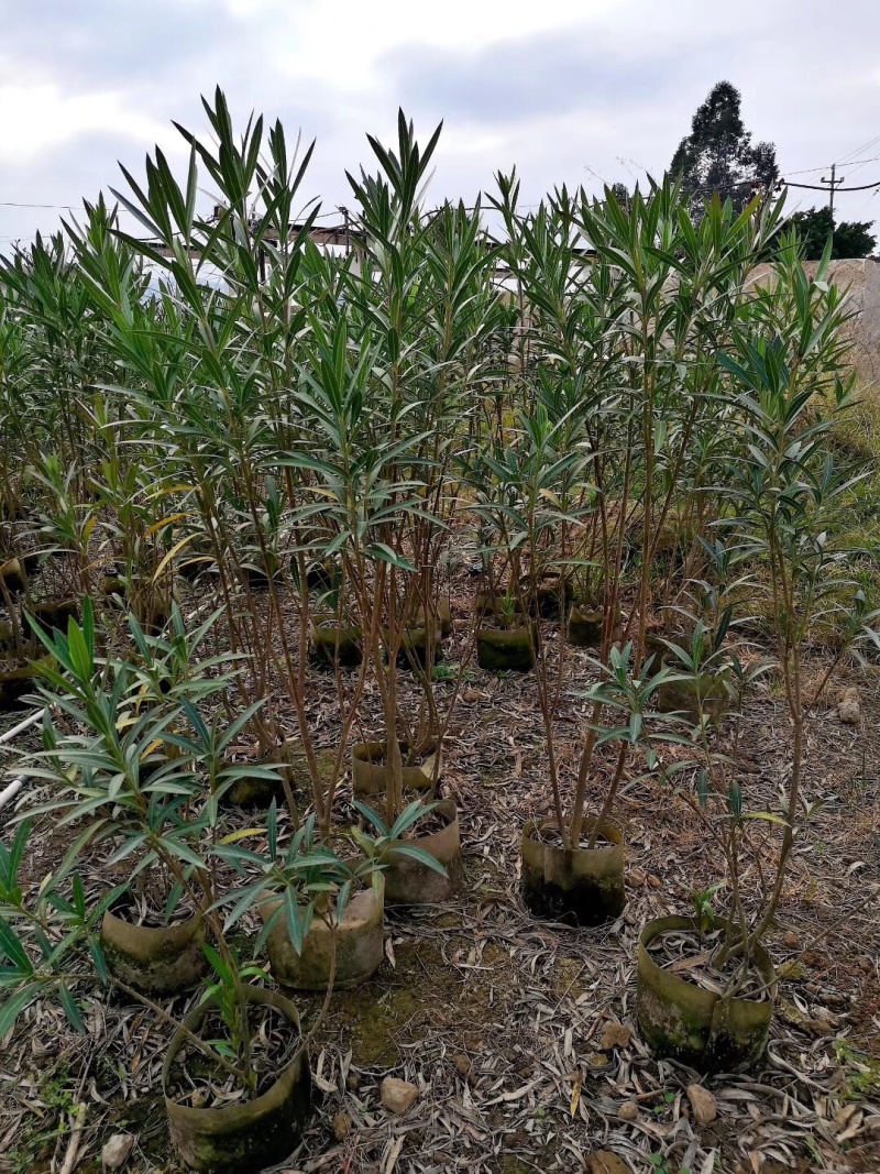 夹竹桃美植袋，高度80-150