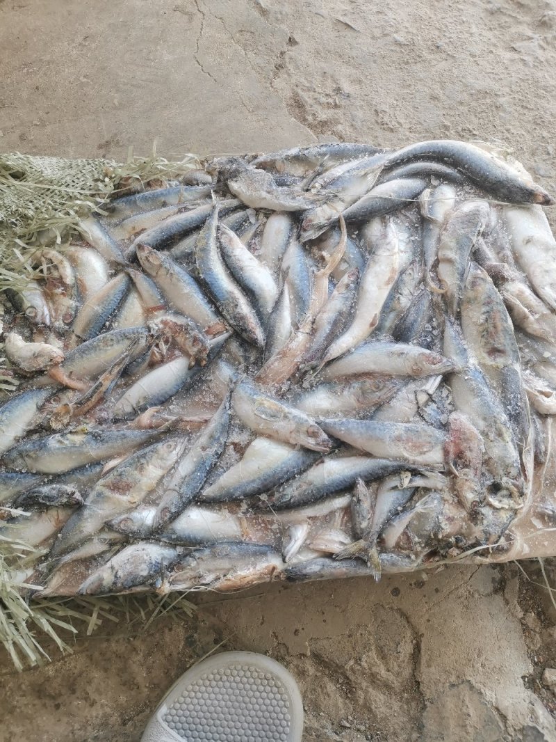 冰海鱼特种养殖饲料专用