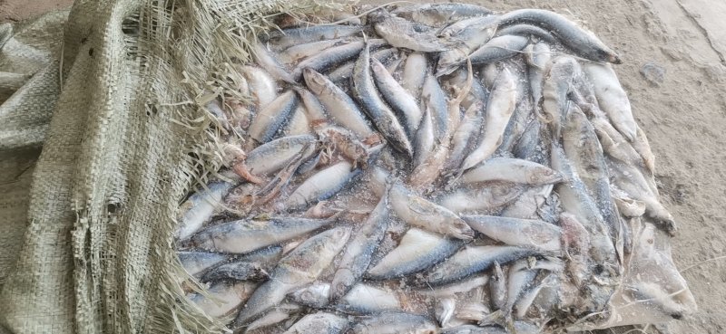 冰海鱼特种养殖饲料专用