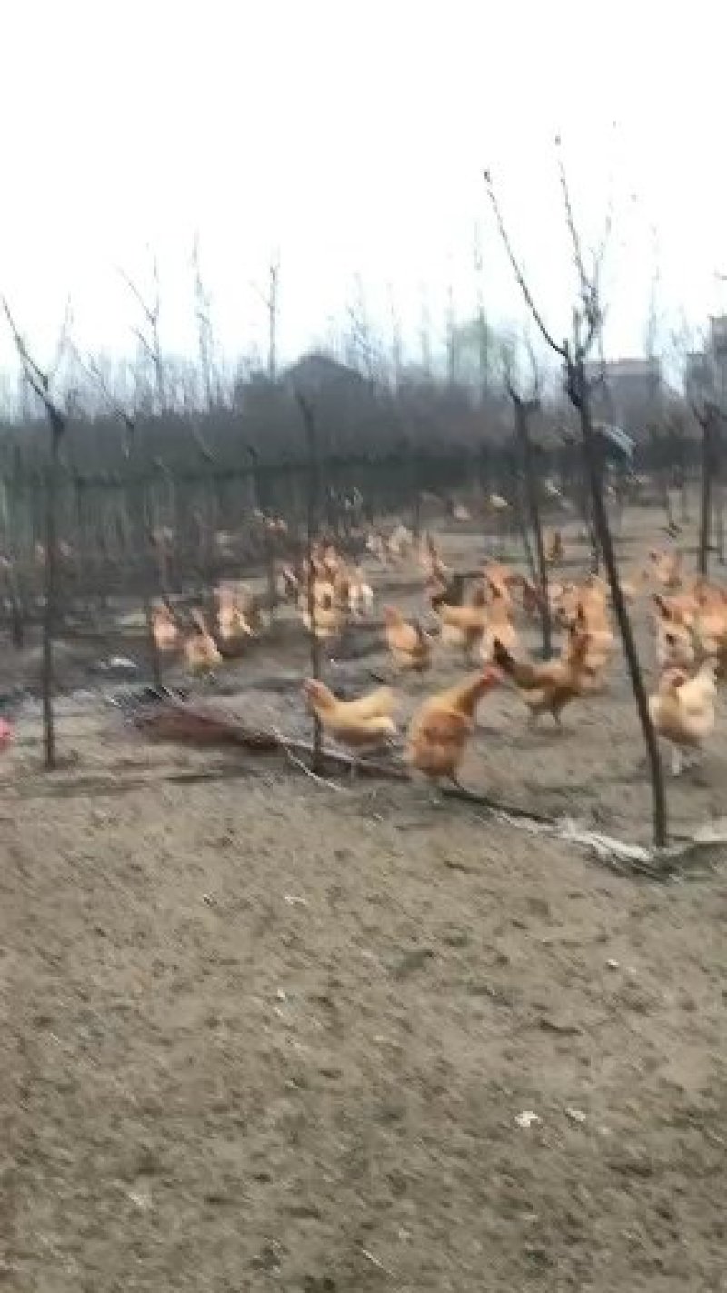 常年大量出售三黄鸡苗大三黄苗出壳苗包做好疫苗