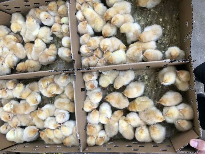 常年大量出售三黄鸡苗大三黄苗出壳苗包做好疫苗