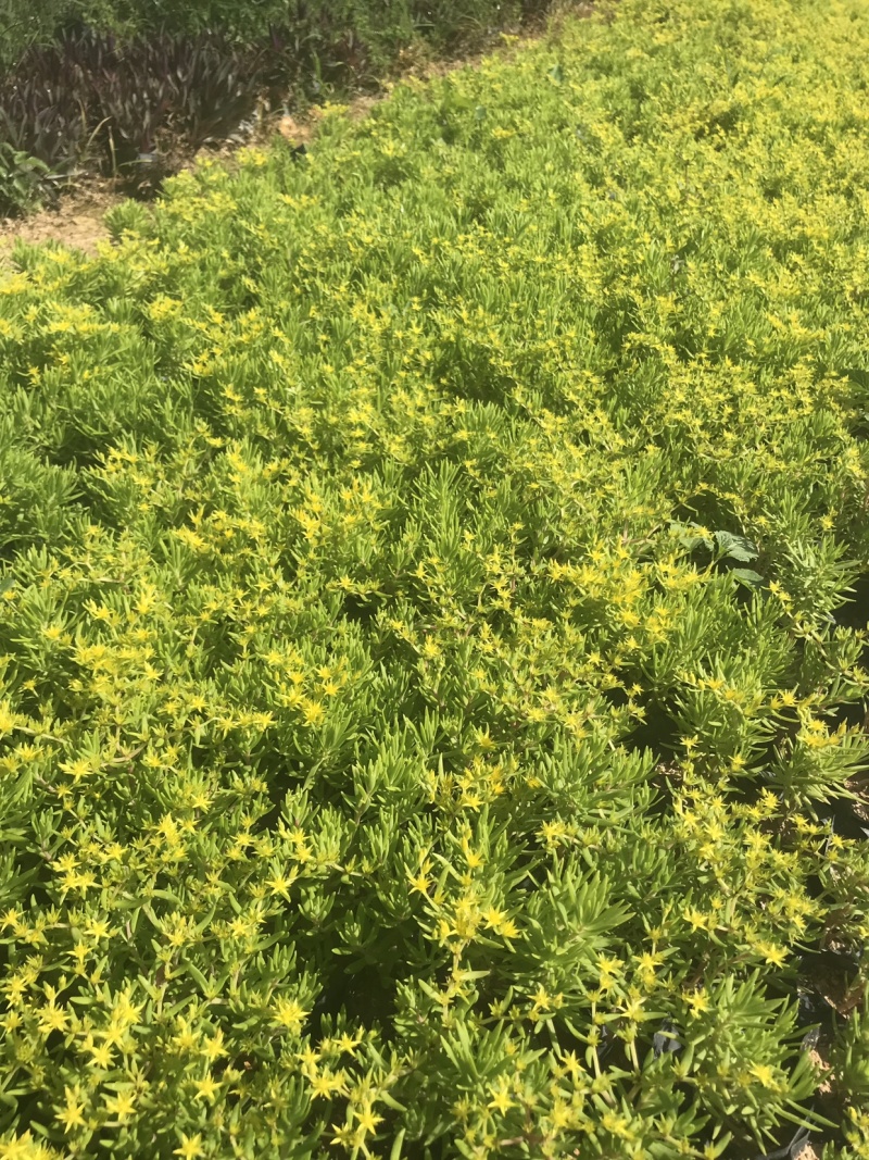 青叶佛甲草中袋，高度15