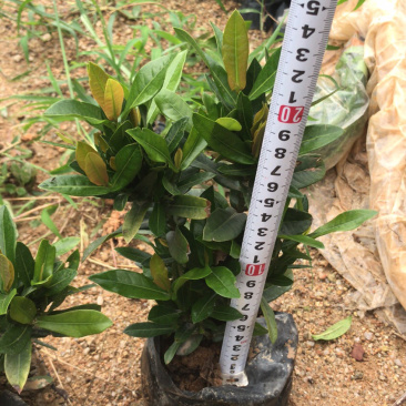 小叶龙船花中大袋高度20-30