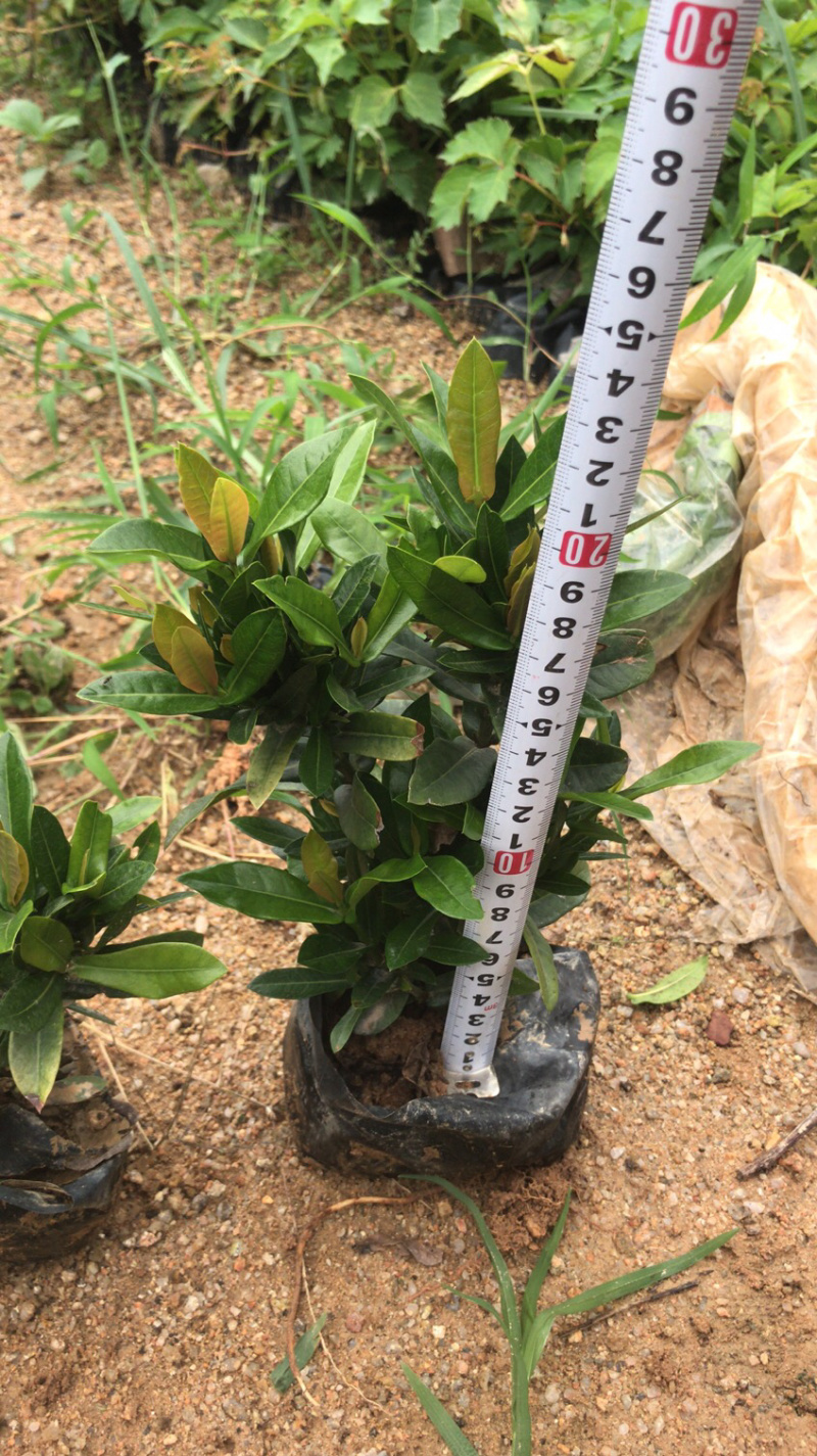 小叶龙船花中大袋高度20-30
