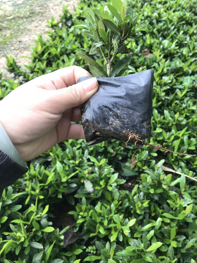 小叶龙船花中大袋高度20-30