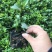 小叶龙船花中大袋高度20-30