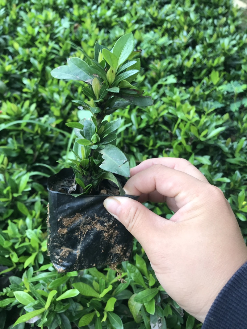 小叶龙船花中大袋高度20-30