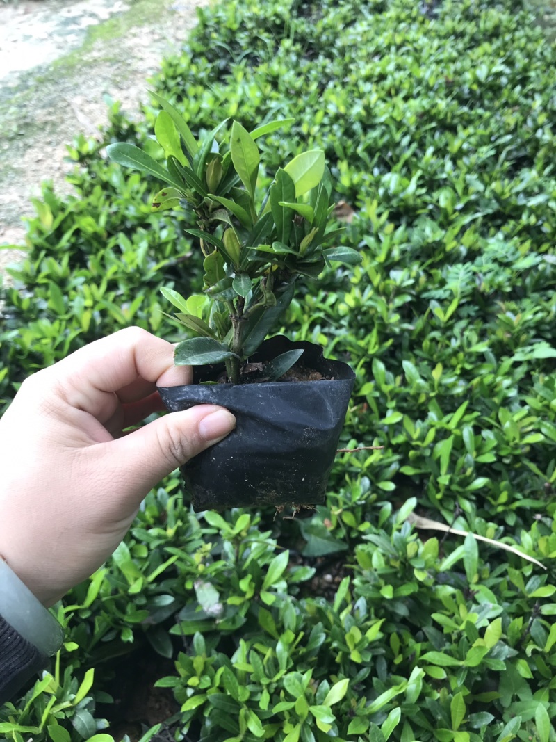 小叶龙船花中大袋高度20-30