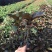 红桑中袋大袋，高度20-40