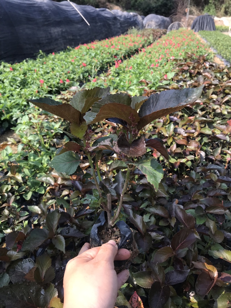 红桑中袋大袋，高度20-40