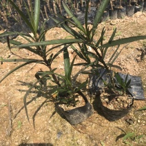 翠芦莉粉花芦莉中袋批发