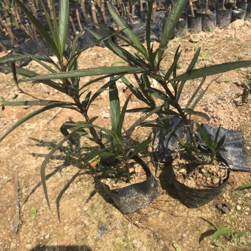 翠芦莉粉花芦莉中袋批发