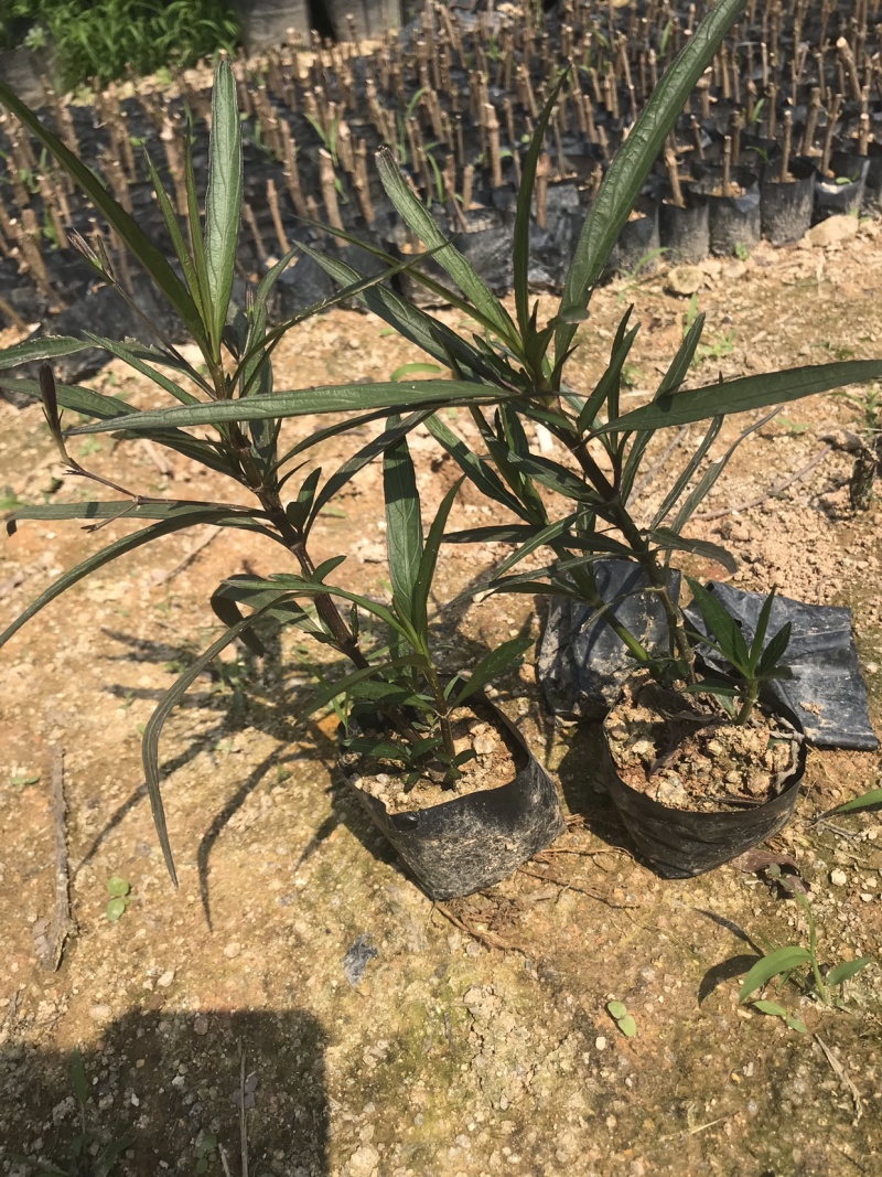 翠芦莉粉花芦莉中袋批发