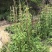 炮仗花大袋，高度50-120