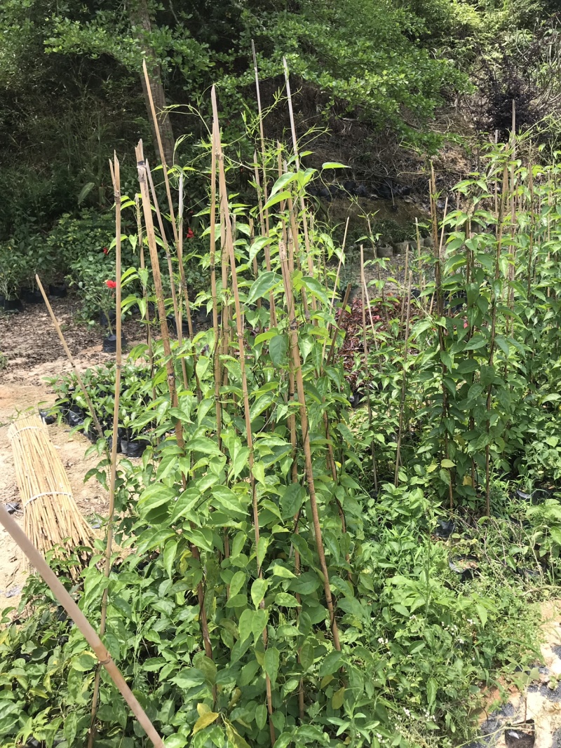 炮仗花大袋，高度50-120