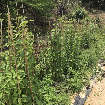炮仗花大袋，高度50-120