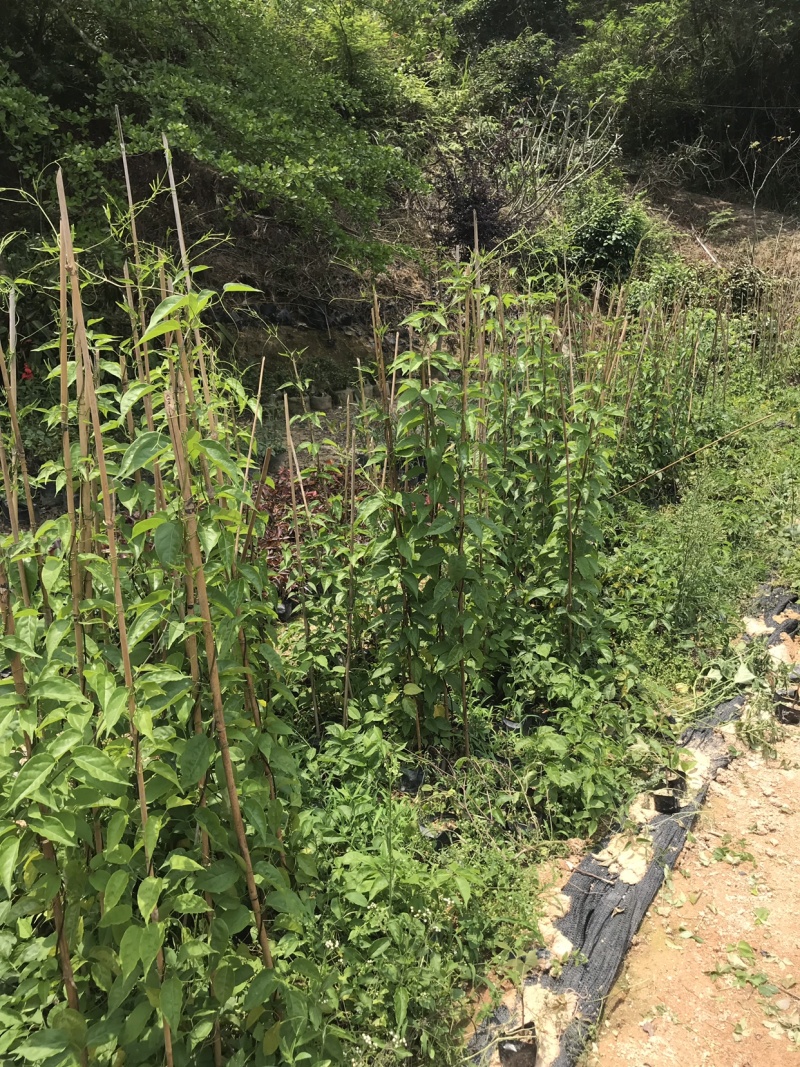 炮仗花大袋，高度50-120