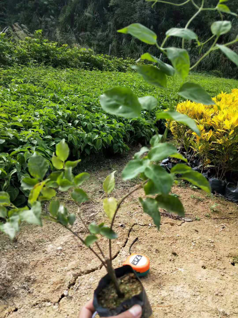 炮仗花大袋，高度50-120