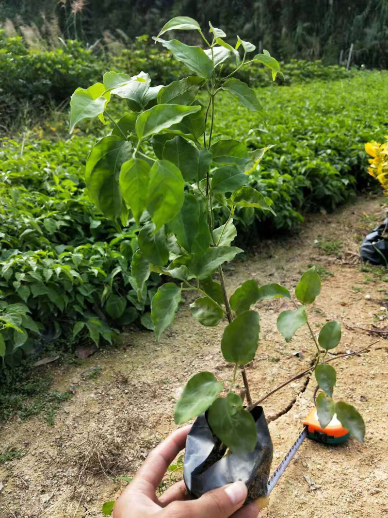 炮仗花大袋，高度50-120