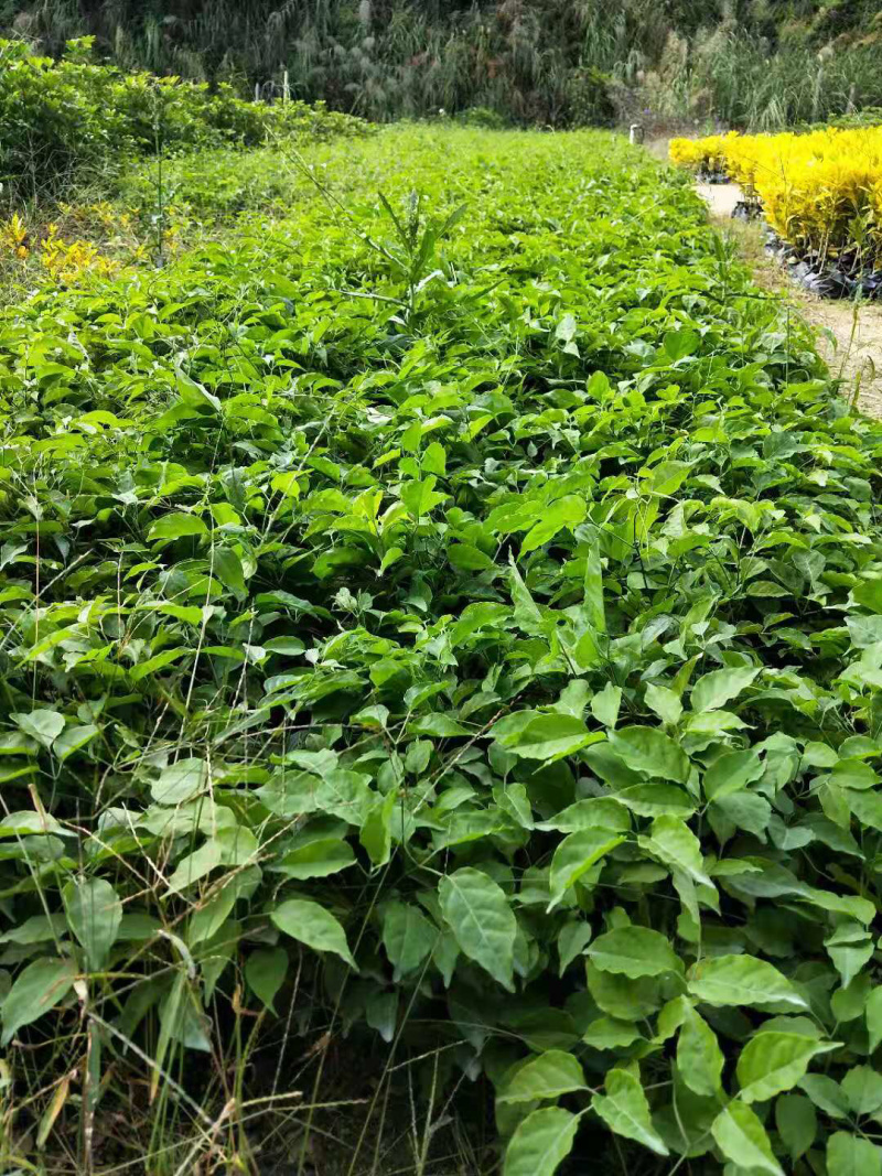 炮仗花大袋，高度50-120